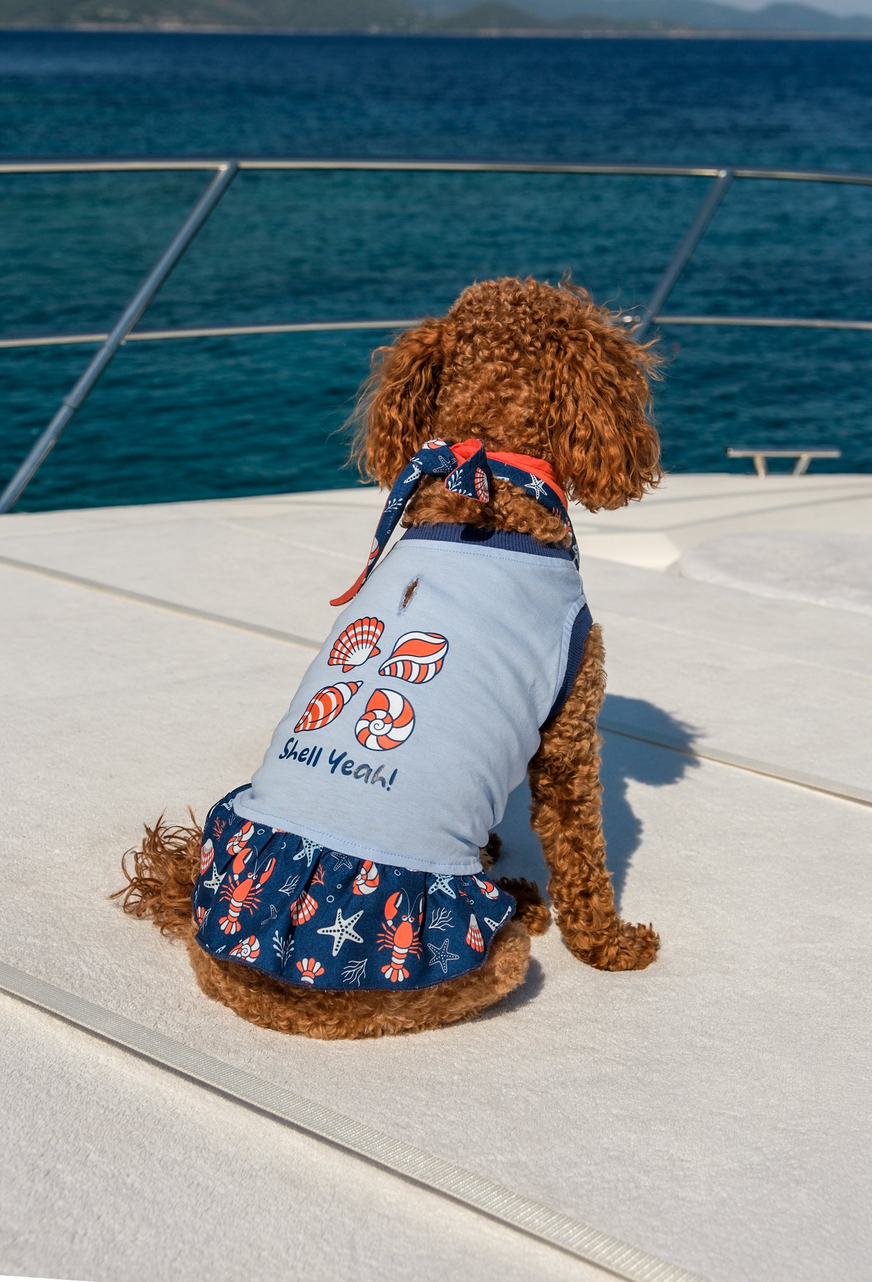 Pamuklu bebek mavisi Shell Yeah köpek elbisesi giyen Poodle köpek yat üzerinde deniz temalı lifestyle çekiminde