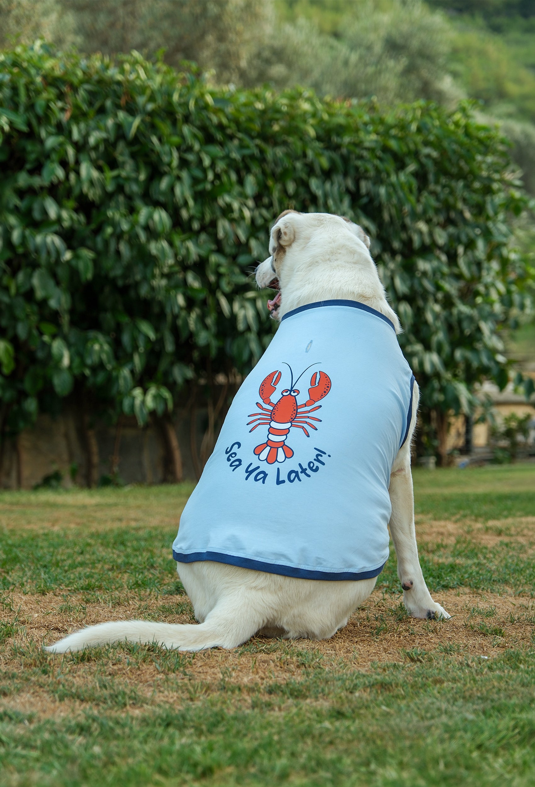 Pamuklu bebek mavisi Sea Ya Later köpek t-shirt giyen labrador köpek bahçede lifestyle çekiminde