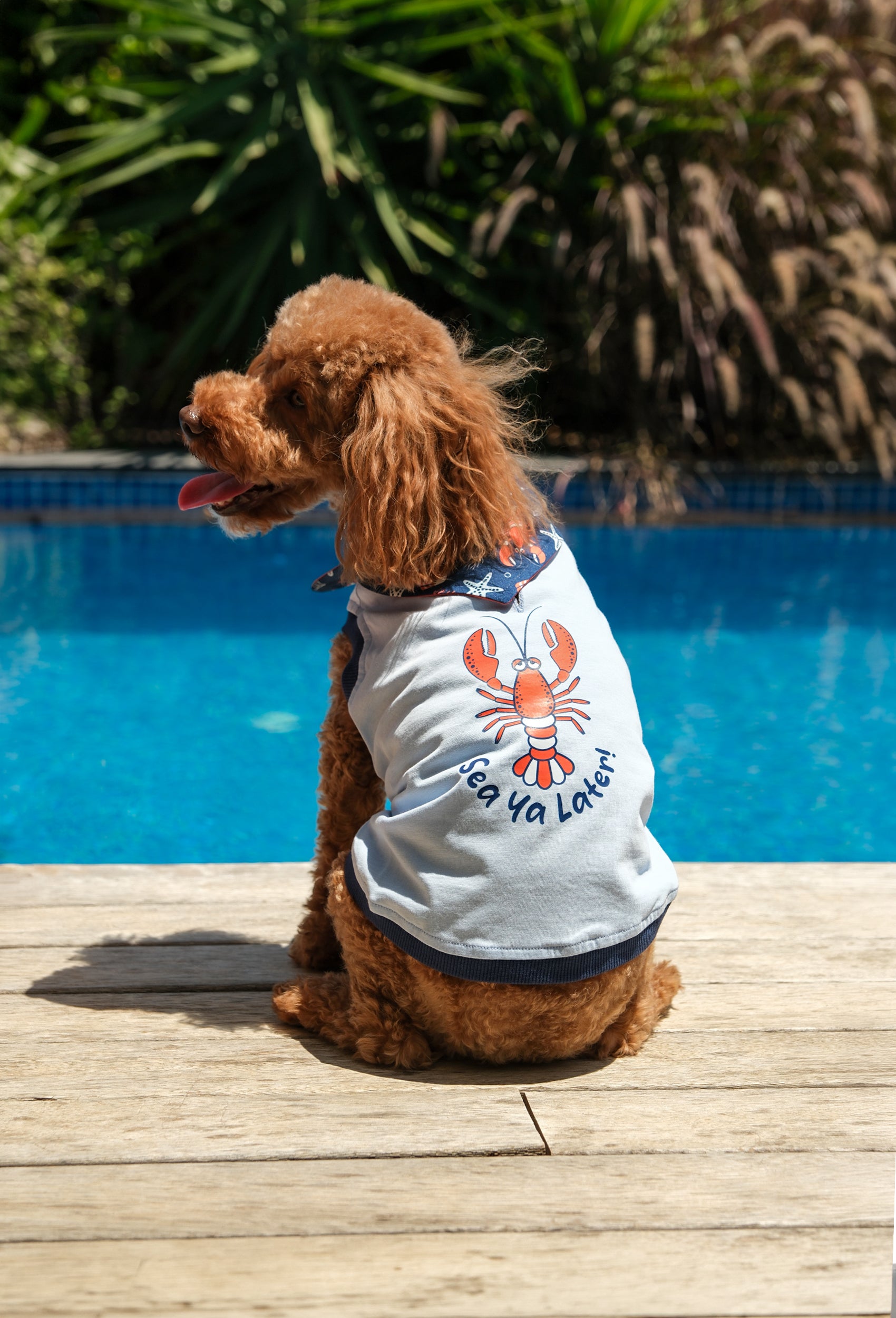 Pamuklu bebek mavisi Sea Ya Later köpek t-shirt giyen toy poodle havuz kenarında lifestyle çekiminde