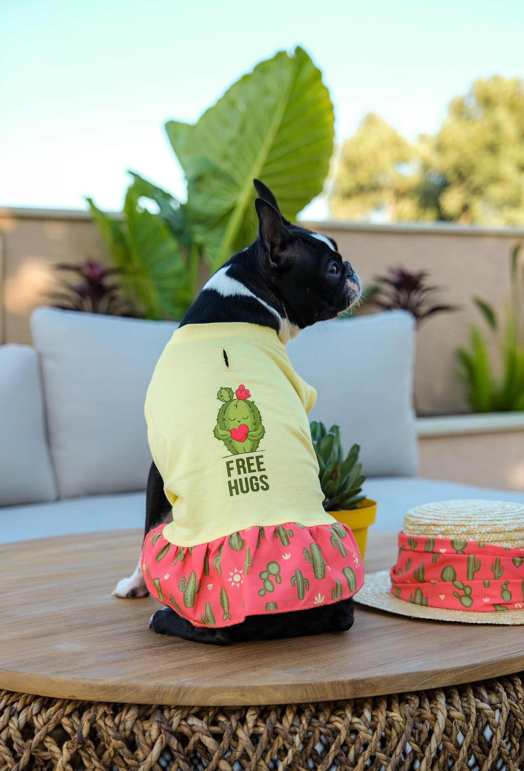 Pamuklu sarı Free Hugs köpek elbisesi giyen Boston Terrier köpek terasta lifestyle çekiminde