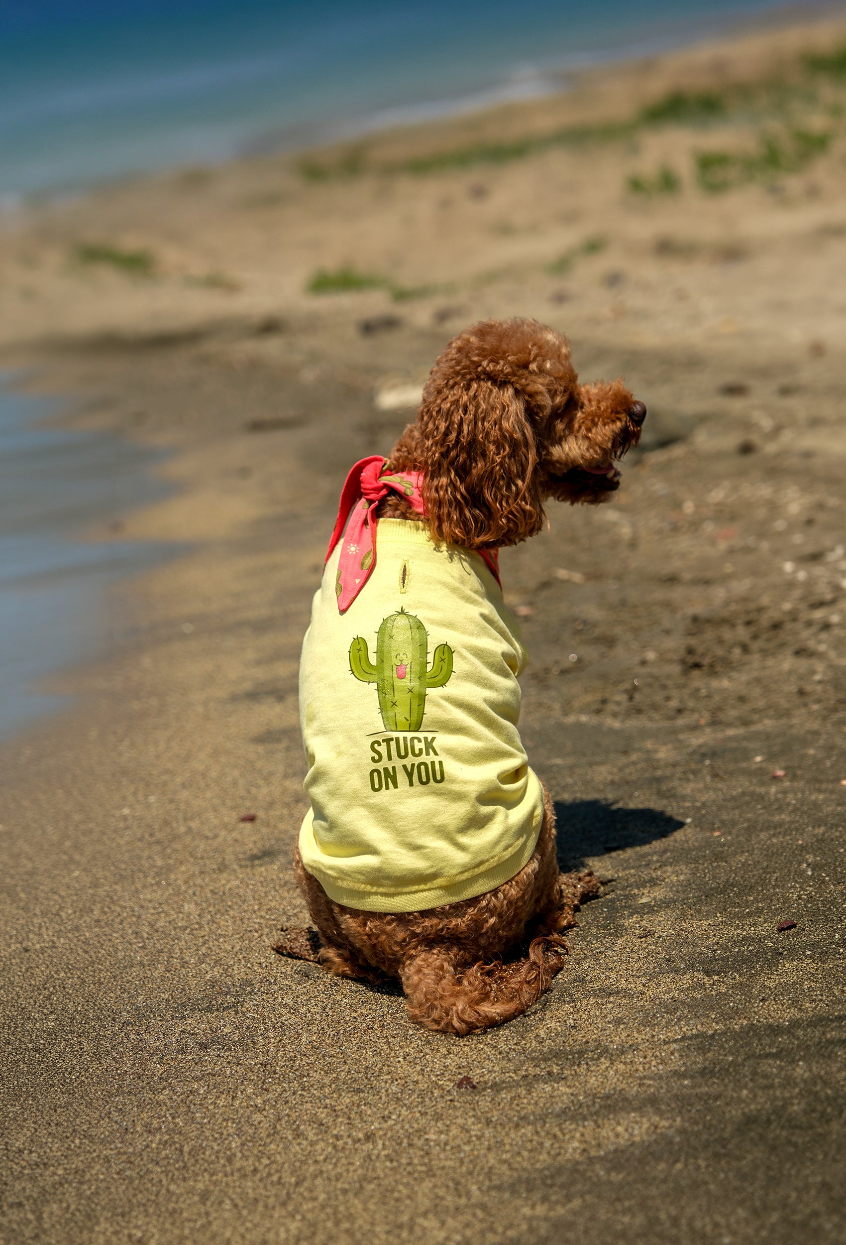 Pamuklu sarı Stuck On You köpek t-shirt giyen toy poodle köpek plajda yaz konseptli lifestyle çekiminde