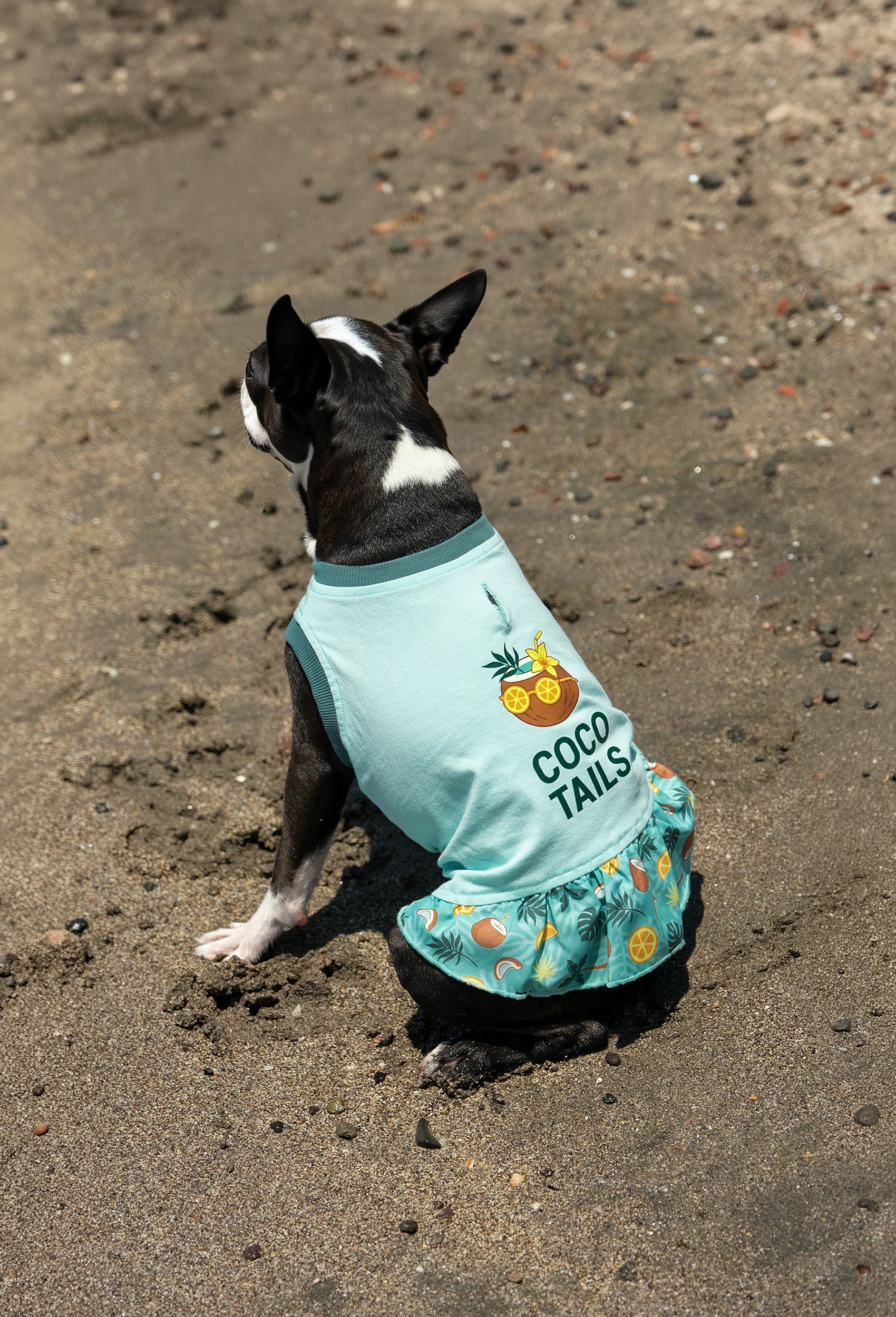 Pamuklu su yeşili Coco Tails köpek elbisesi giyen Boston Terrier köpek plajda yaz konseptli outdoor lifestyle çekiminde