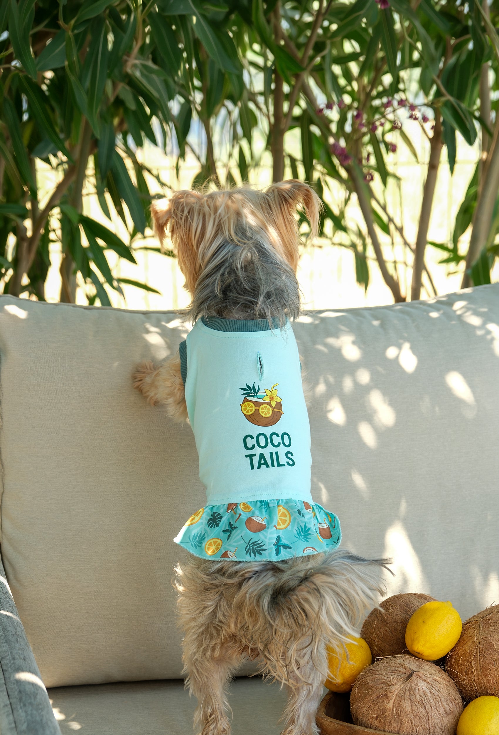 Pamuklu su yeşili Coco Tails köpek elbisesi giyen Yorkshire Terrier köpek tropikal yaz temalı outdoor lifestyle çekiminde