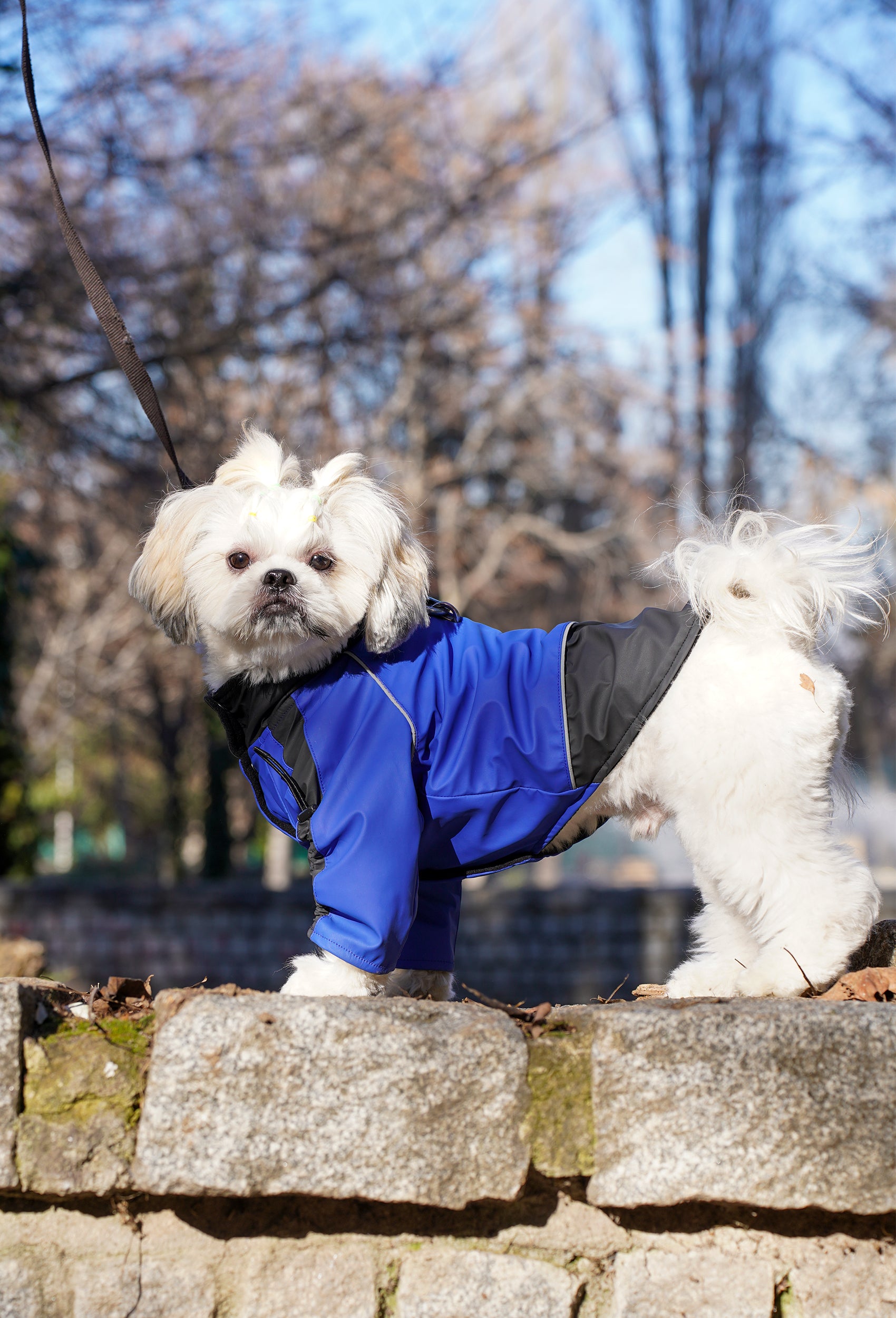 Parkta parlament mavisi su geçirmez köpek montu giyen Shih Tzu lifestyle fotoğrafı