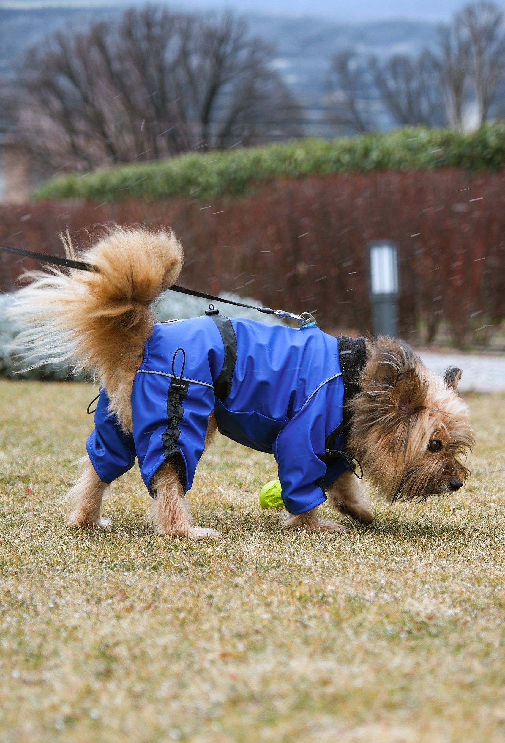 Yağmurlu havada parlament mavisi waterproof köpek tulumu giyen Yorkshire Terrier lifestyle ormanda