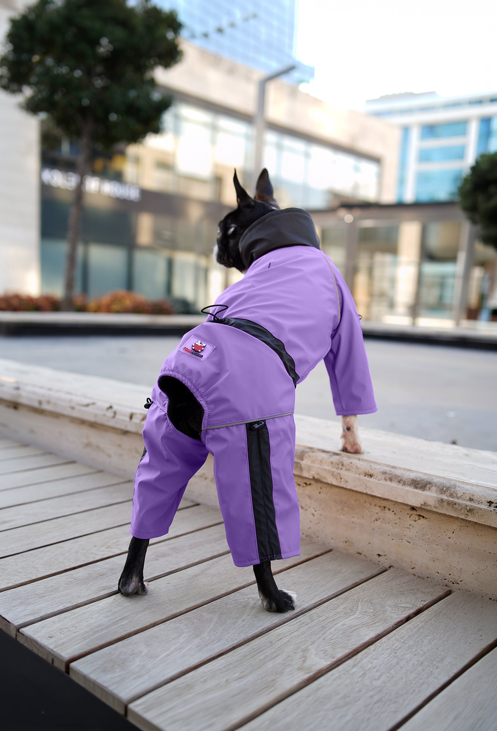 Pastel mor su geçirmez dişi köpek tulumu giyen Boston Terrier şehirde outdoor lifestyle çekiminde parkta