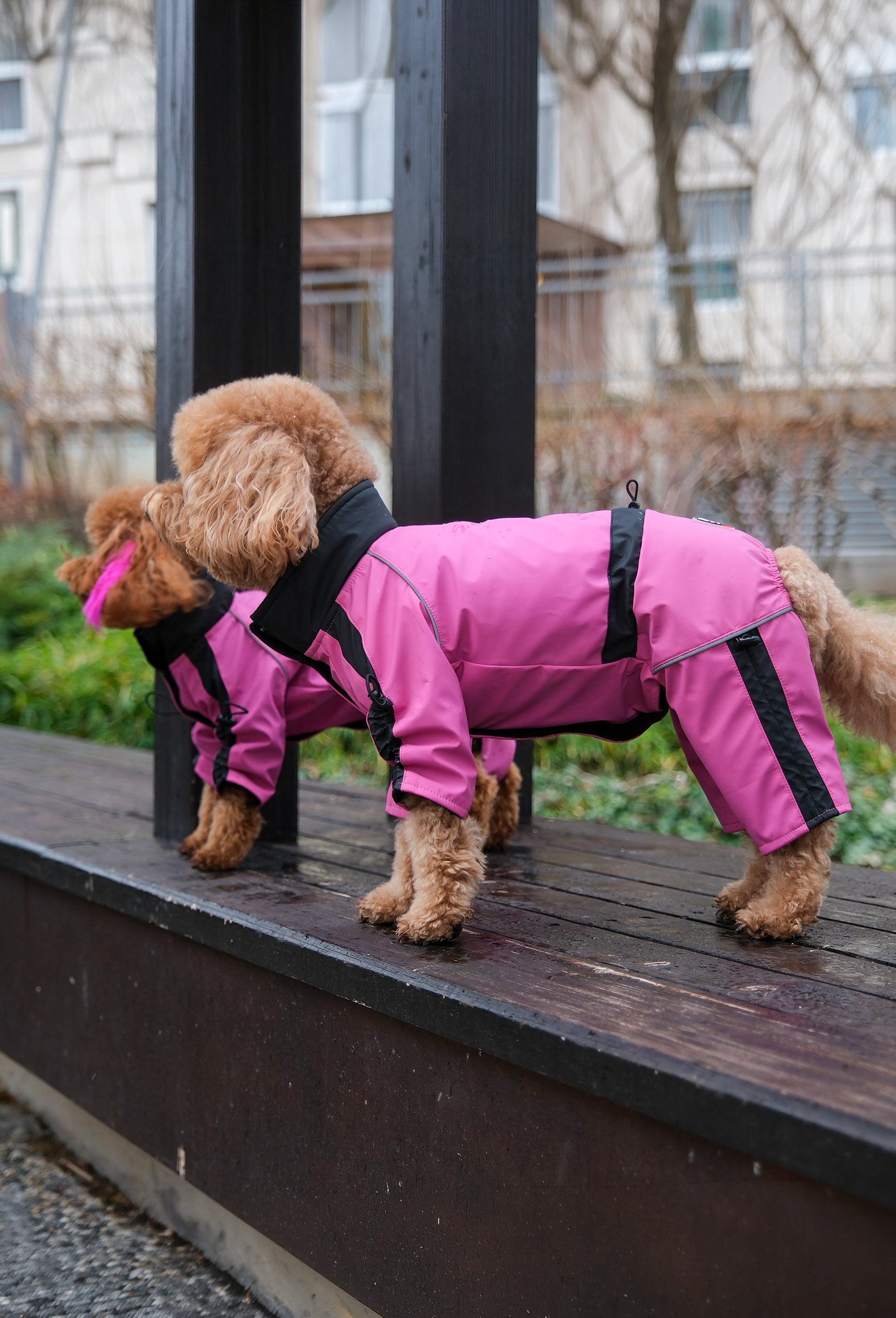 Pembe su geçirmez dişi köpek tulumu giyen Poodle köpek parkta outdoor lifestyle fotoğrafı