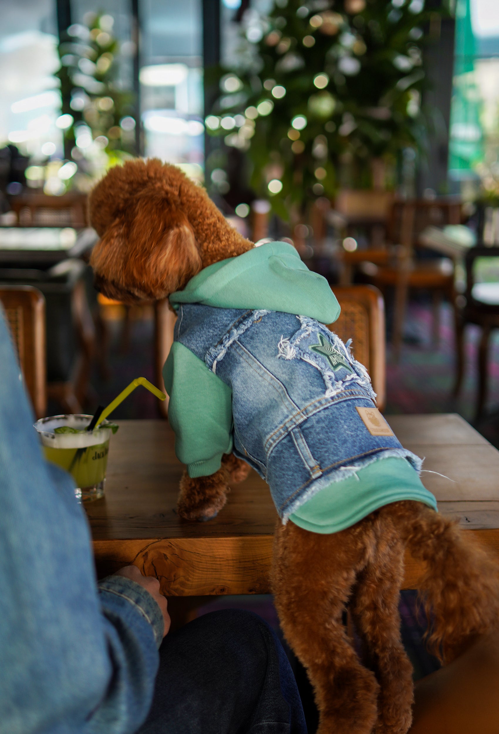 Su yeşili kapüşonlu köpek denim ceketi giyen Poodle kafede modern pet giyim kombin ile masaya uzanıyor