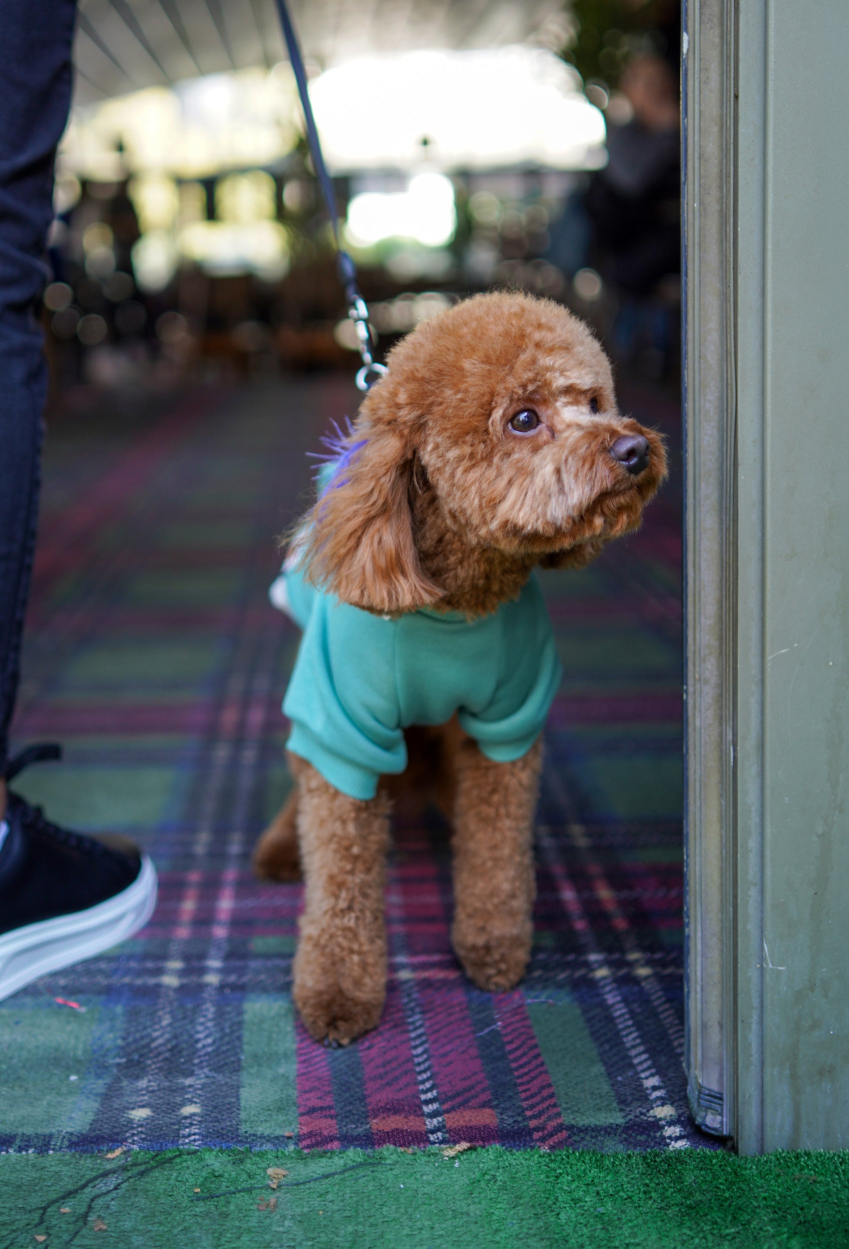 Su yeşili Rock Star köpek hoodie giyen apricot poodle iç mekanda önden lifestyle gezide