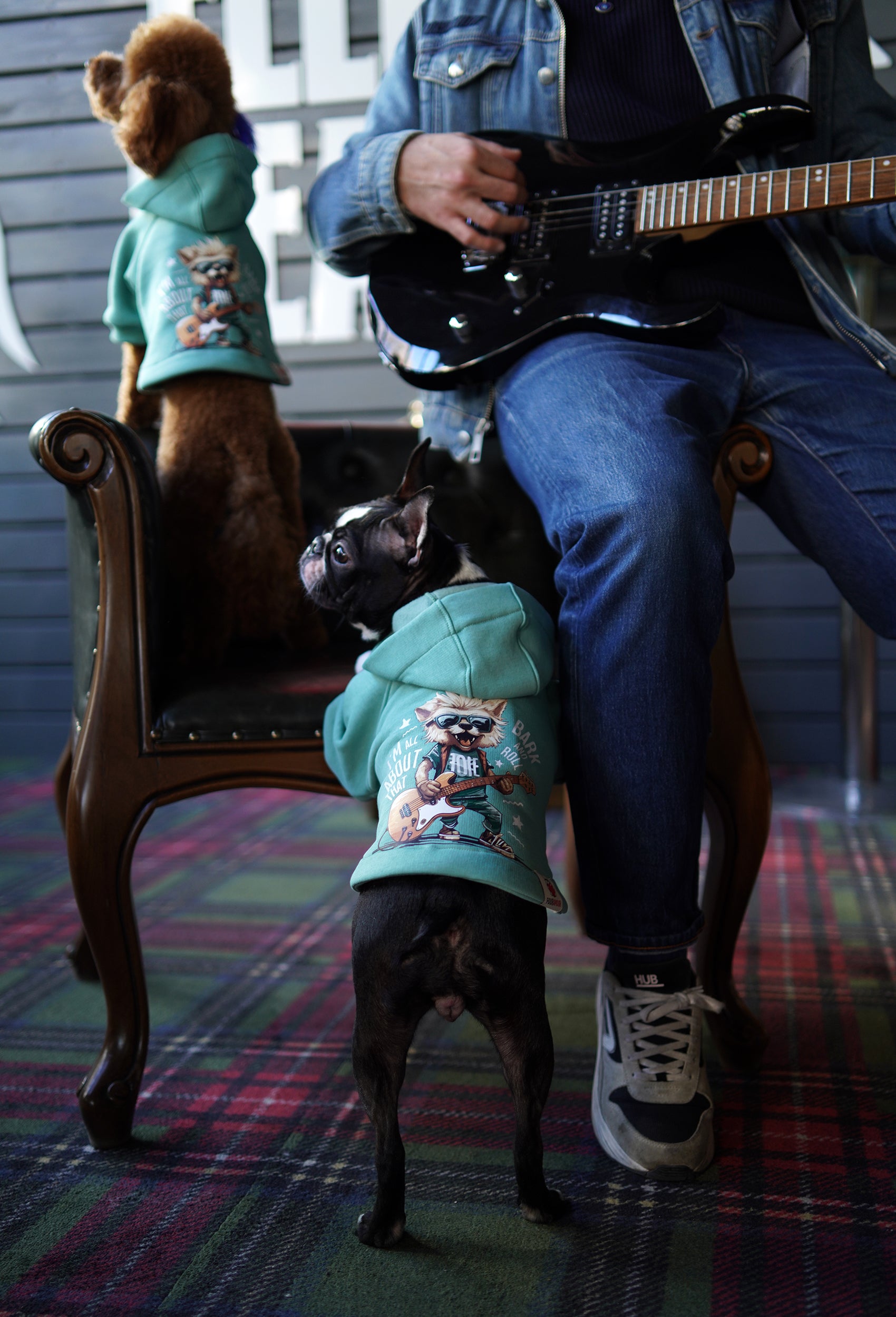 Su yeşili Rock Star köpek hoodie giyen Boston Terrier gitar yanında yürüyüşte lifestyle görünüm