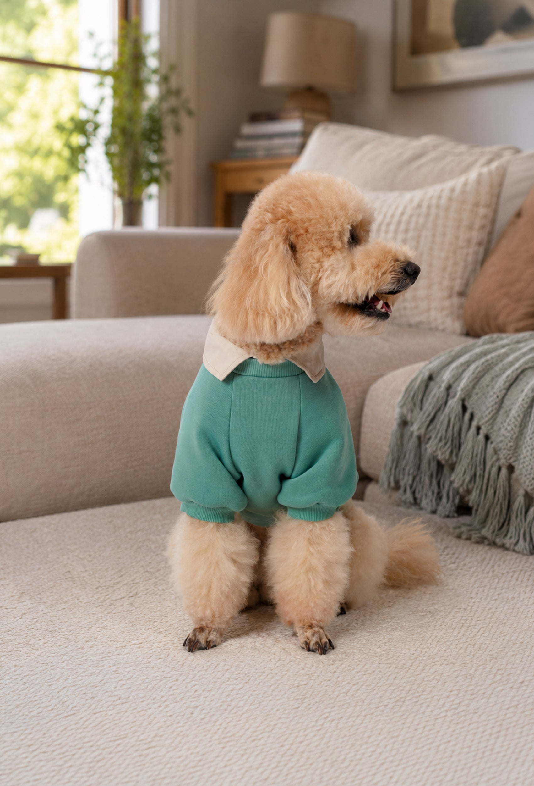 Su yeşili Woof köpek sweatshirt giyen apricot poodle ev ortamında önden lifestyle çekim