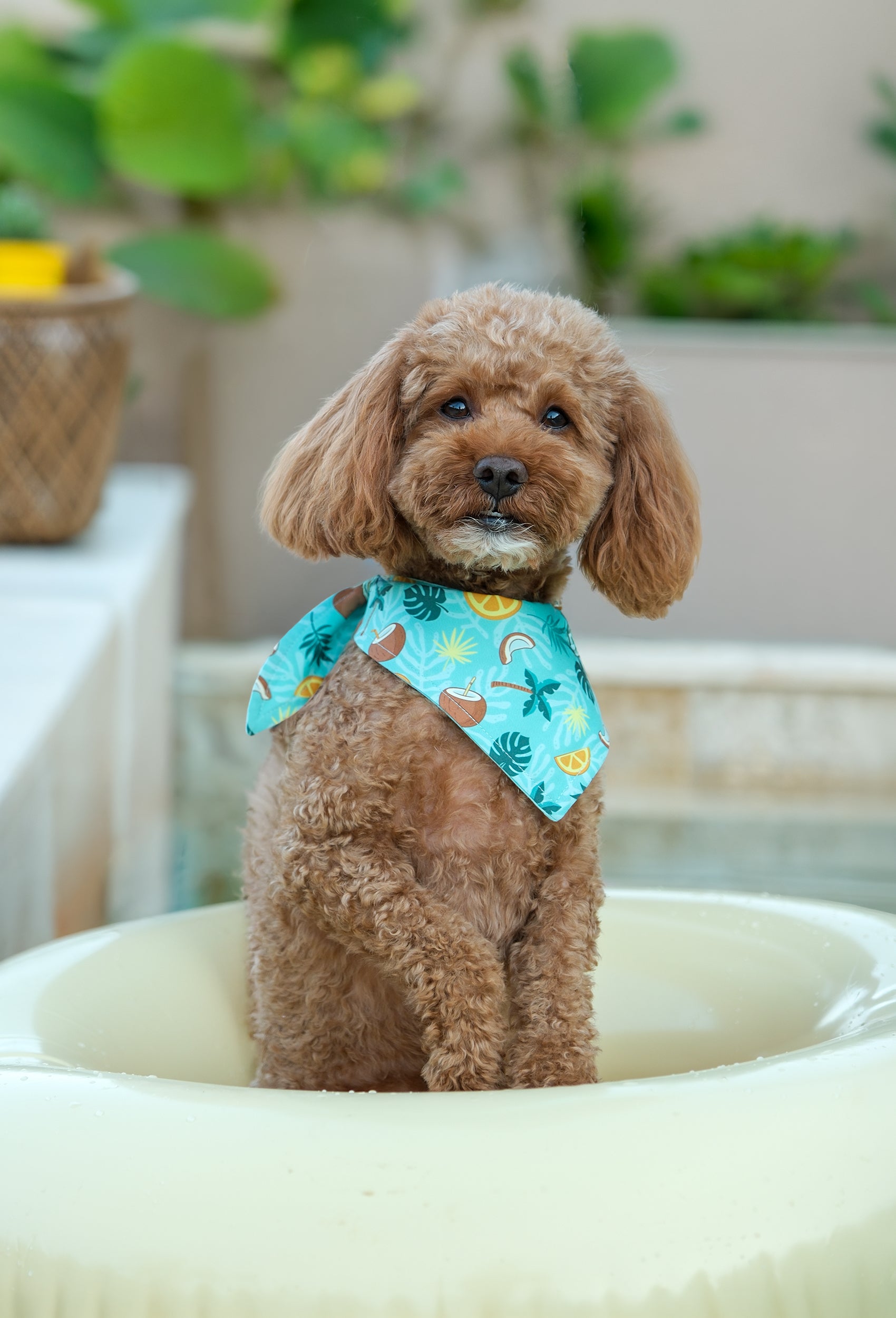 Tropic Like It’s Hot çift taraflı köpek bandanası takan poodle banyoda lifestyle çekiminde