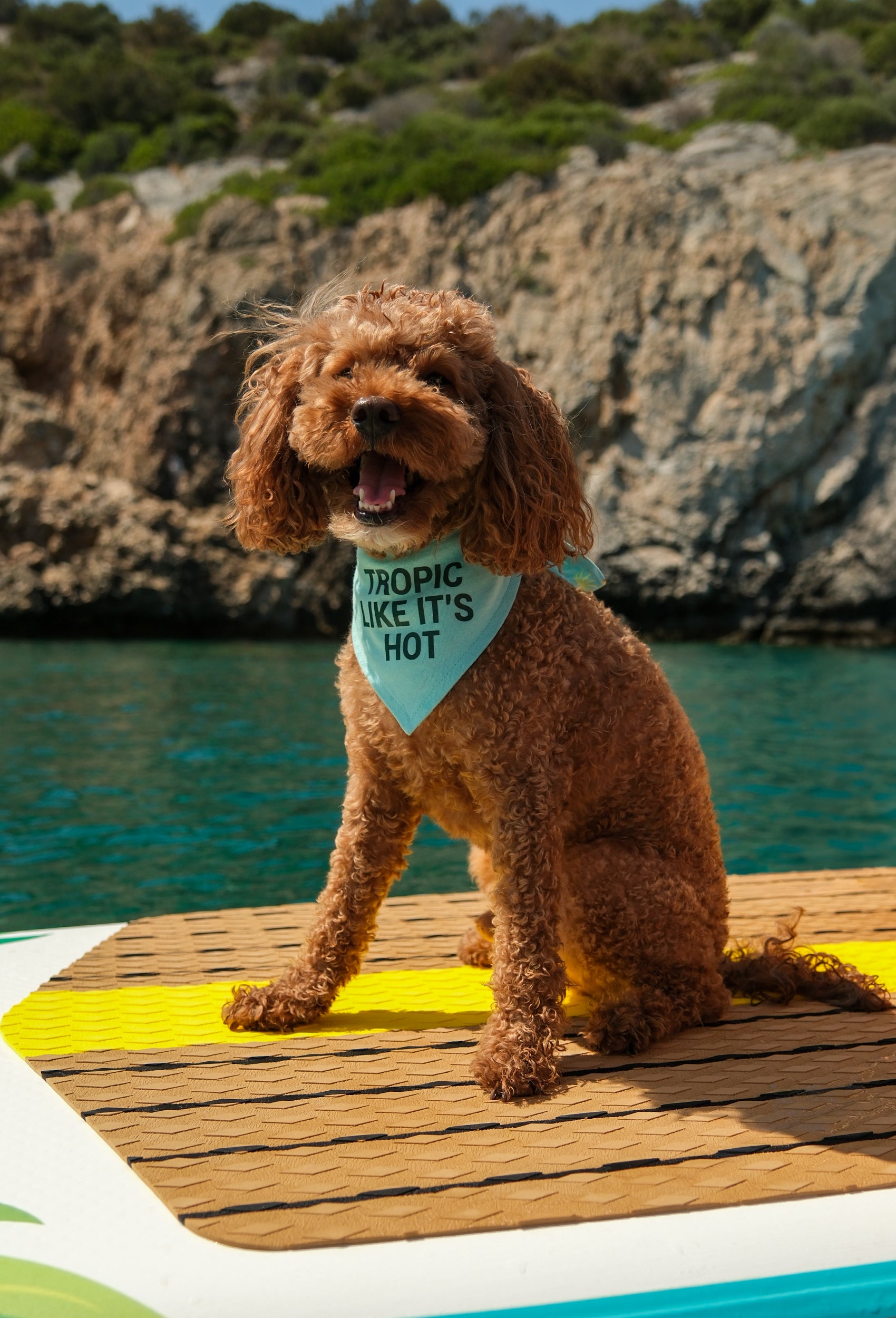 Tropic Like It’s Hot çift taraflı köpek bandanası takan poodle deniz kenarında lifestyle çekiminde