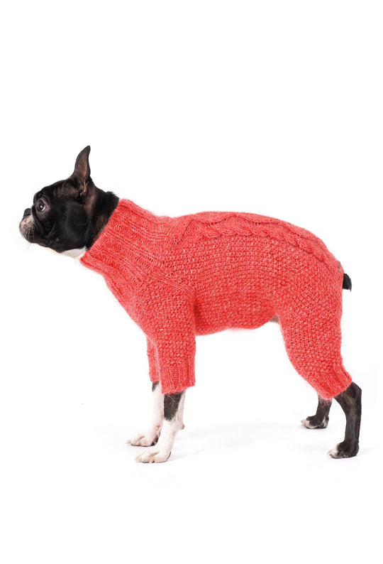 Siyah beyaz Boston Terrier üzerinde mercan rengi el örgüsü köpek tulumu, yan görünüm