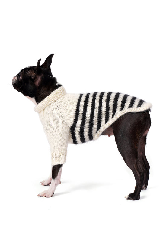 Boston Terrier üzerinde krem siyah çizgili el örgüsü köpek kazağı, regular fit yan görünüm