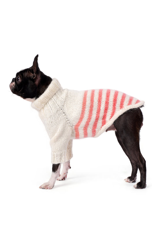 Boston Terrier üzerinde krem somon çizgili el örgüsü köpek kazağı, relax fit yan görünüm