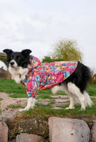 Border Collie Colorful Dog City yağmurluk ile doğa yürüyüşünde