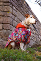 Staffordshire Bull Terrier Colorful Dog City yağmurluk ile açık havada