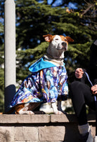 Staffordshire Bull Terrier Urban Dogs yağmurluk ile İstanbul şehir parkında