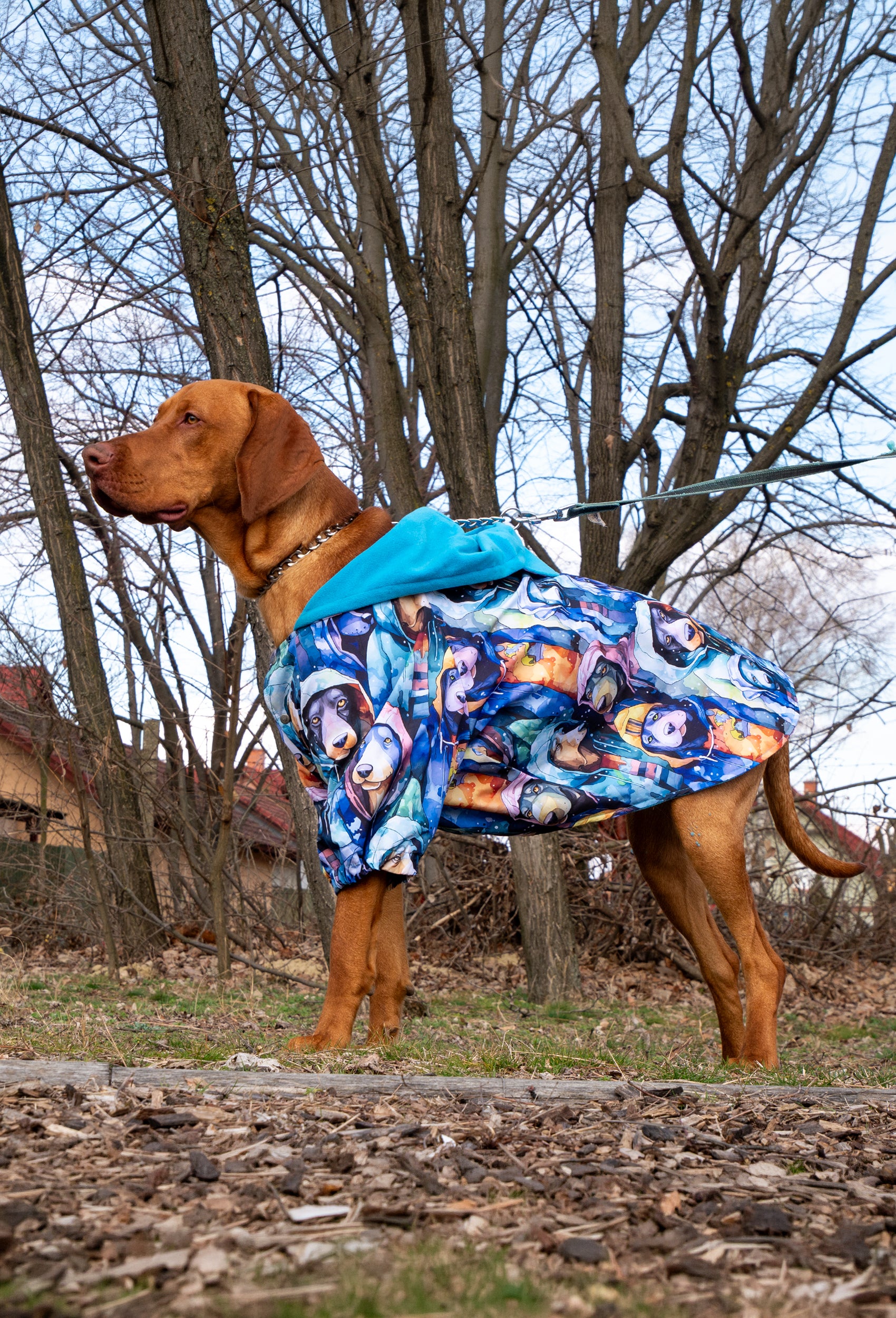 Büyük ırk Vizsla Urban Dogs yağmurluk ile doğada park yürüyüşünde