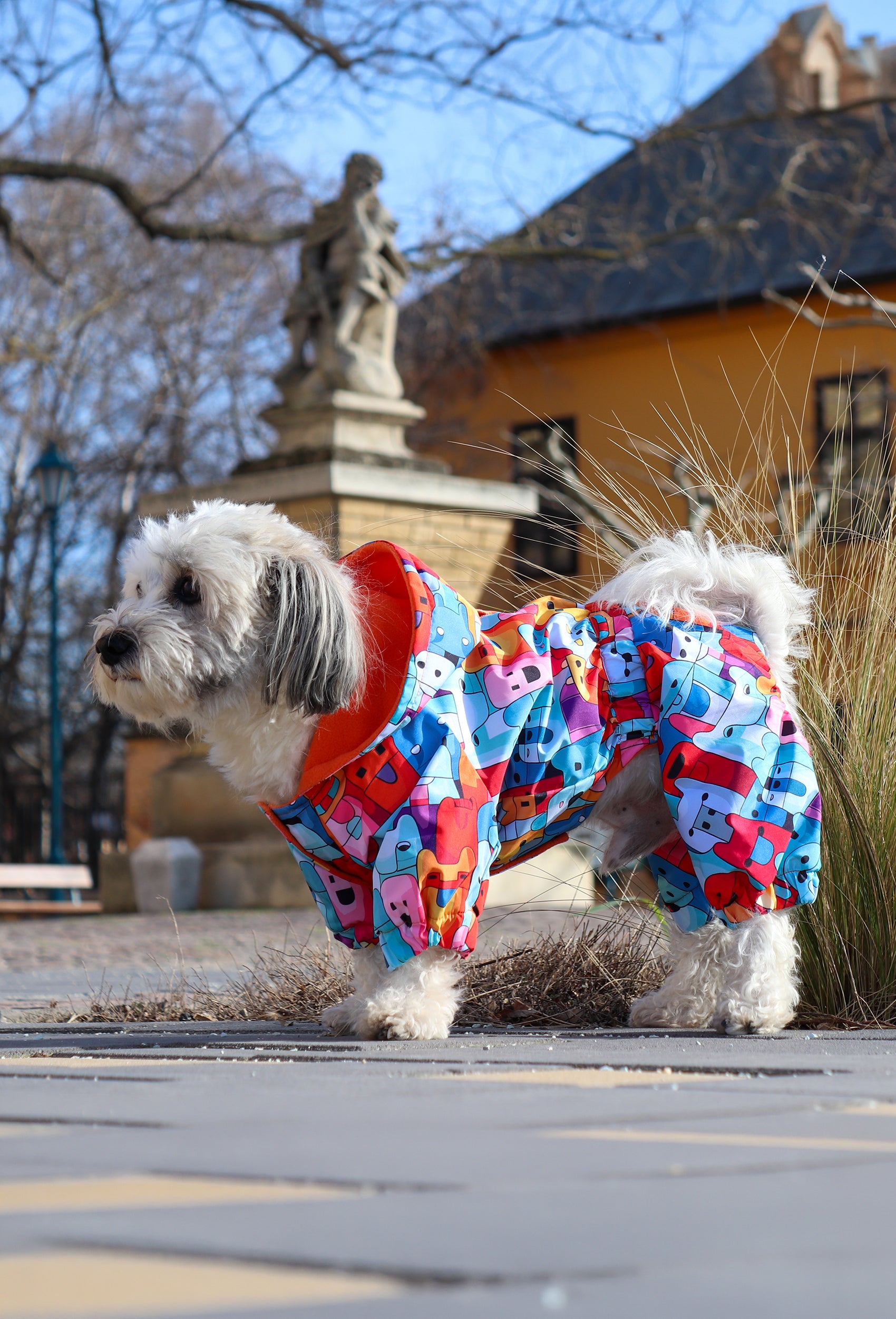 Beyaz küçük ırk köpek Colorful Robodogs tulum ile park yolunda
