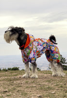 Küçük ırk Schnauzer köpek Happy Winter Dogs renkli su geçirmez tulum ile dağ yürüyüşünde