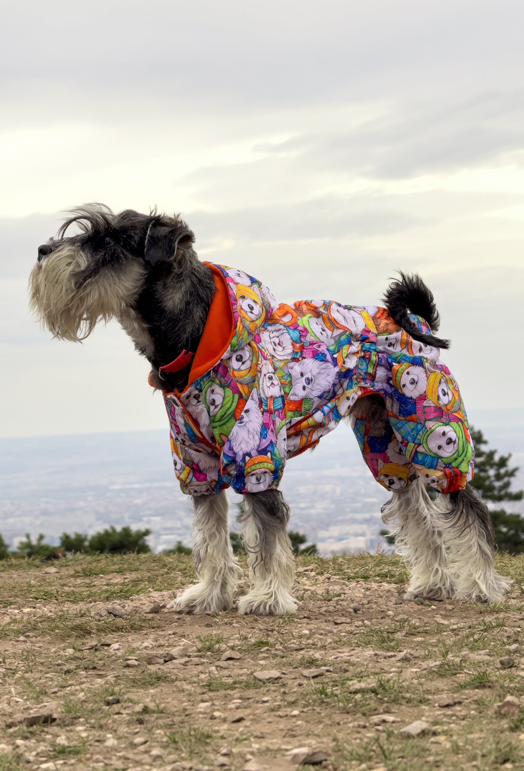 Küçük ırk Schnauzer köpek Happy Winter Dogs renkli su geçirmez tulum ile dağ yürüyüşünde