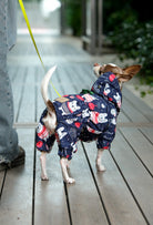 Küçük ırk Chihuahua striped chubby dogs lacivert köpek tulumu ile yürüyüşte