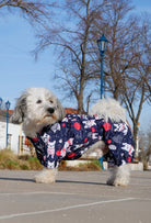 Beyaz küçük ırk köpek lacivert striped chubby dogs tulumu ile dış mekanda