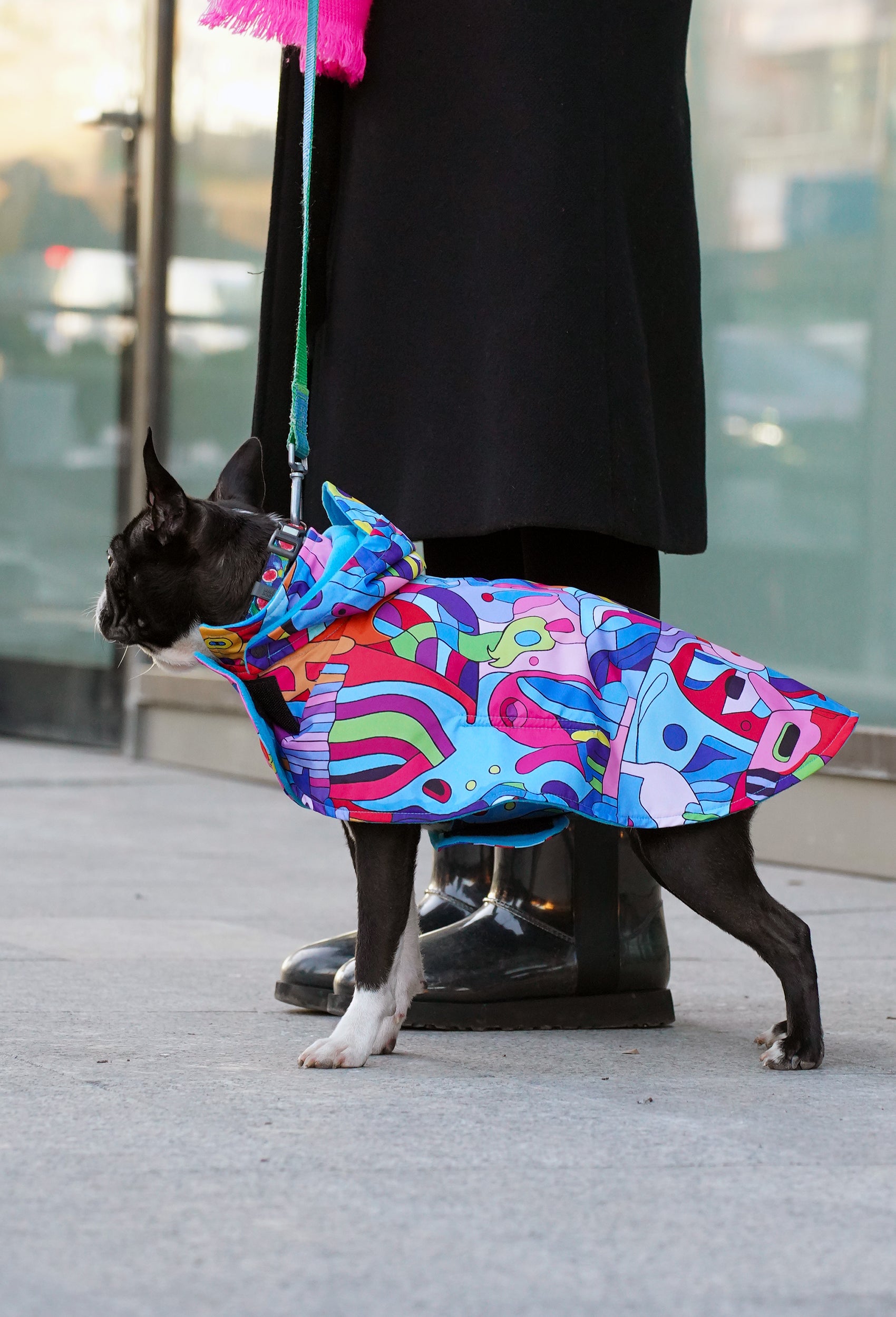 Boston Terrier colorful abstract animals desenli su geçirmez köpek pançosu 