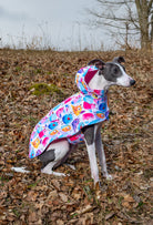 İtalyan Greyhound Colorful funny birds su geçirmez köpek pançosu ile doğada oturan köpek