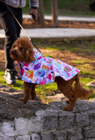Kahverengi toy poodle colorful funny birds desenli köpek pançosu ile parkta