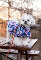 Küçük ırk Beyaz Shih Tzu dark pastel hip hop dogs desenli köpek pançosu ile doğada