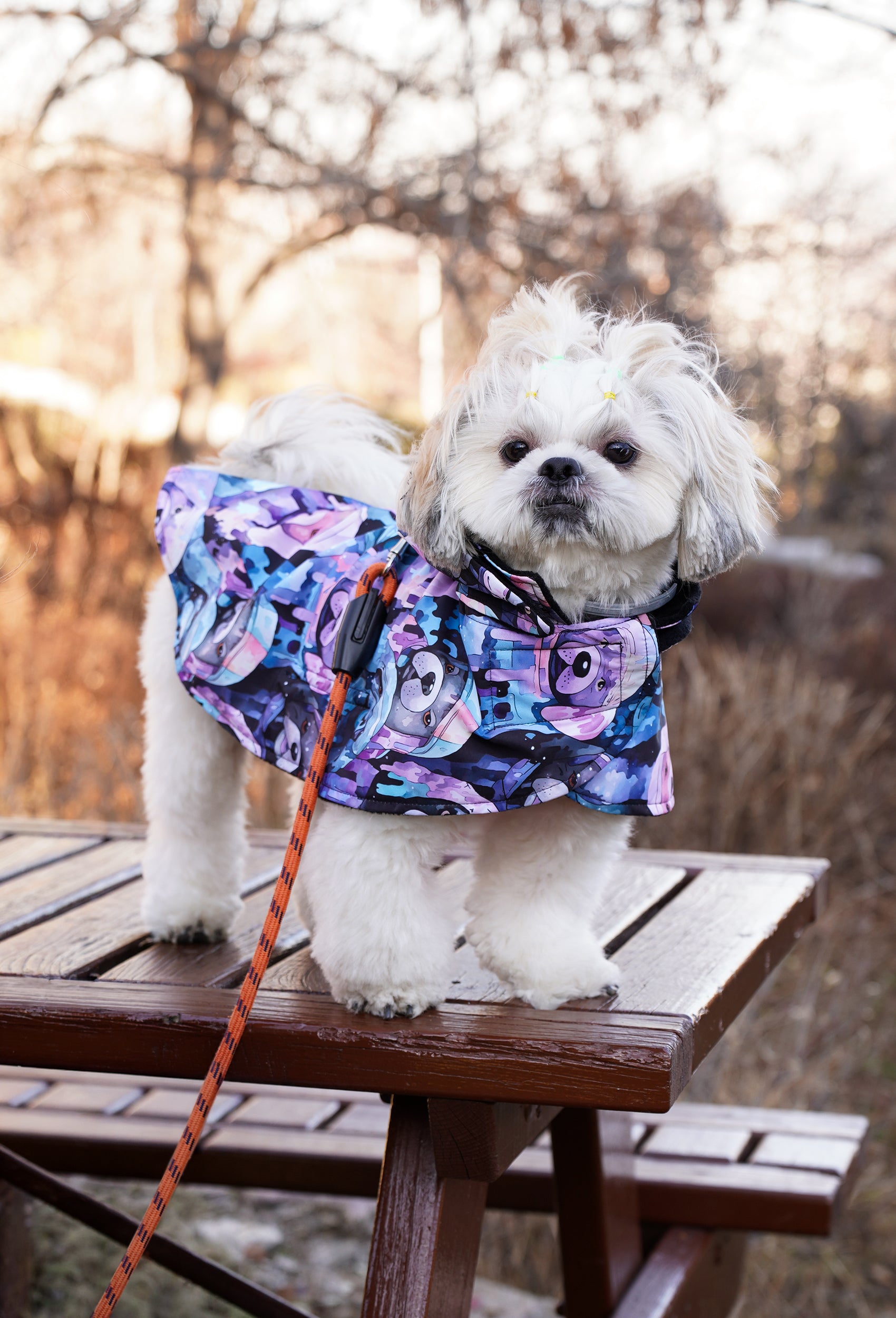 Küçük ırk Beyaz Shih Tzu dark pastel hip hop dogs desenli köpek pançosu ile doğada