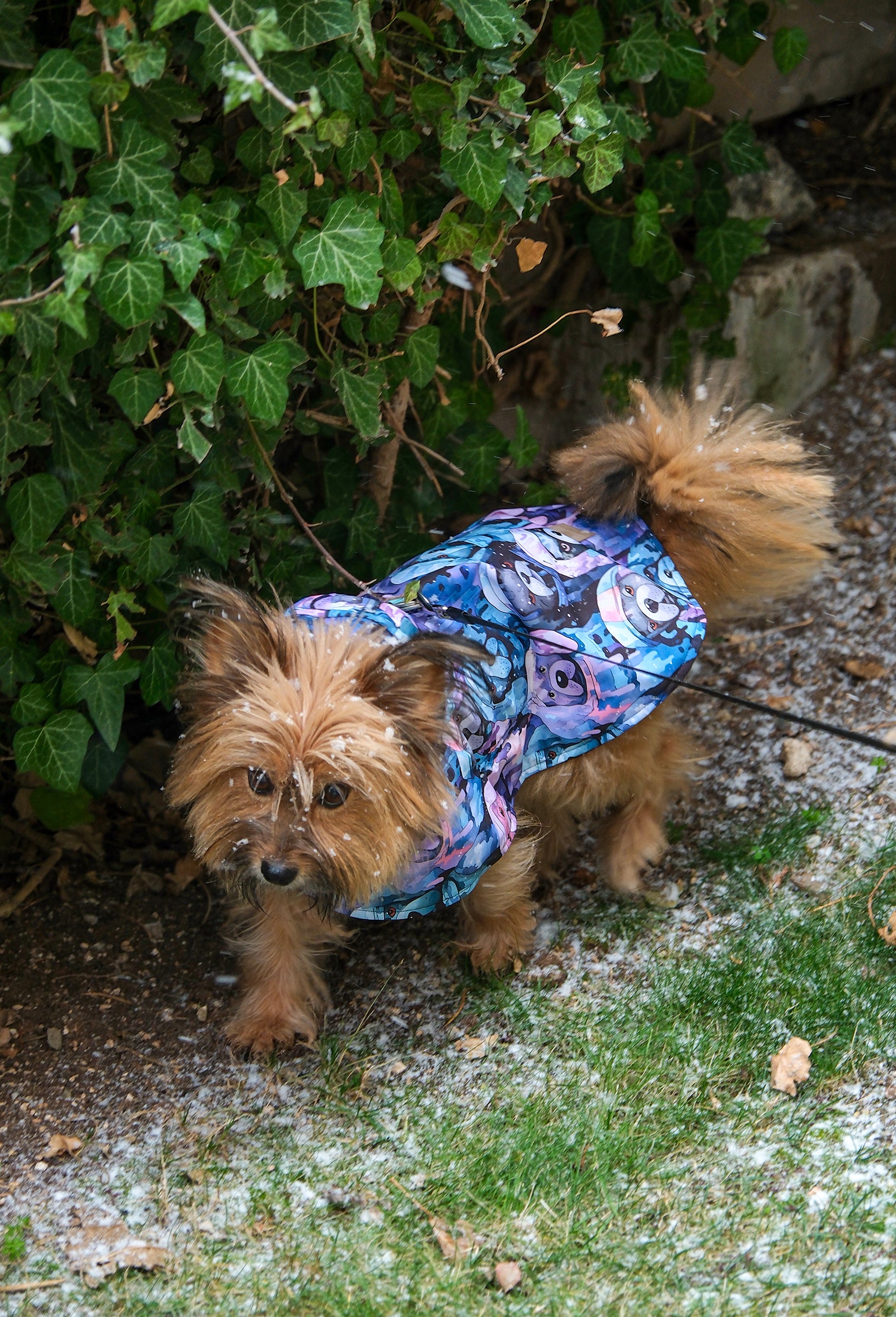 Yorkshire Terrier Dark Pastel Hiphop Dogs su geçirmez  köpek pançosu ile karda