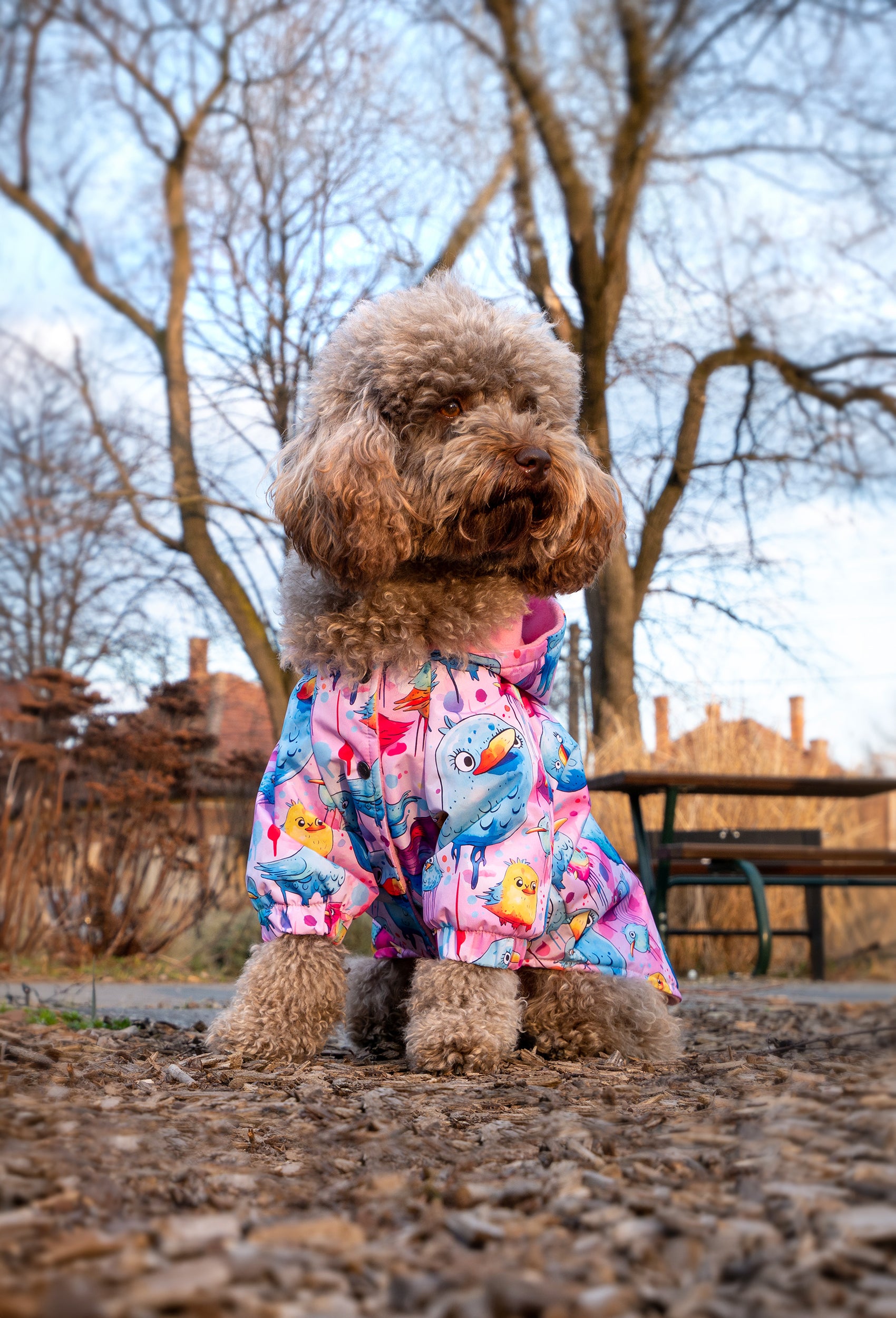 Parkta oturan toy poodle üzerinde crazy birds desenli polar içli su geçirmez köpek yağmurluğu