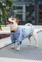 Açık kar yıkama denim köpek ceketi Rodeo giyen Jack Russell köpek dış mekanda şık ve modern köpek kıyafeti ile ayakta duruyor