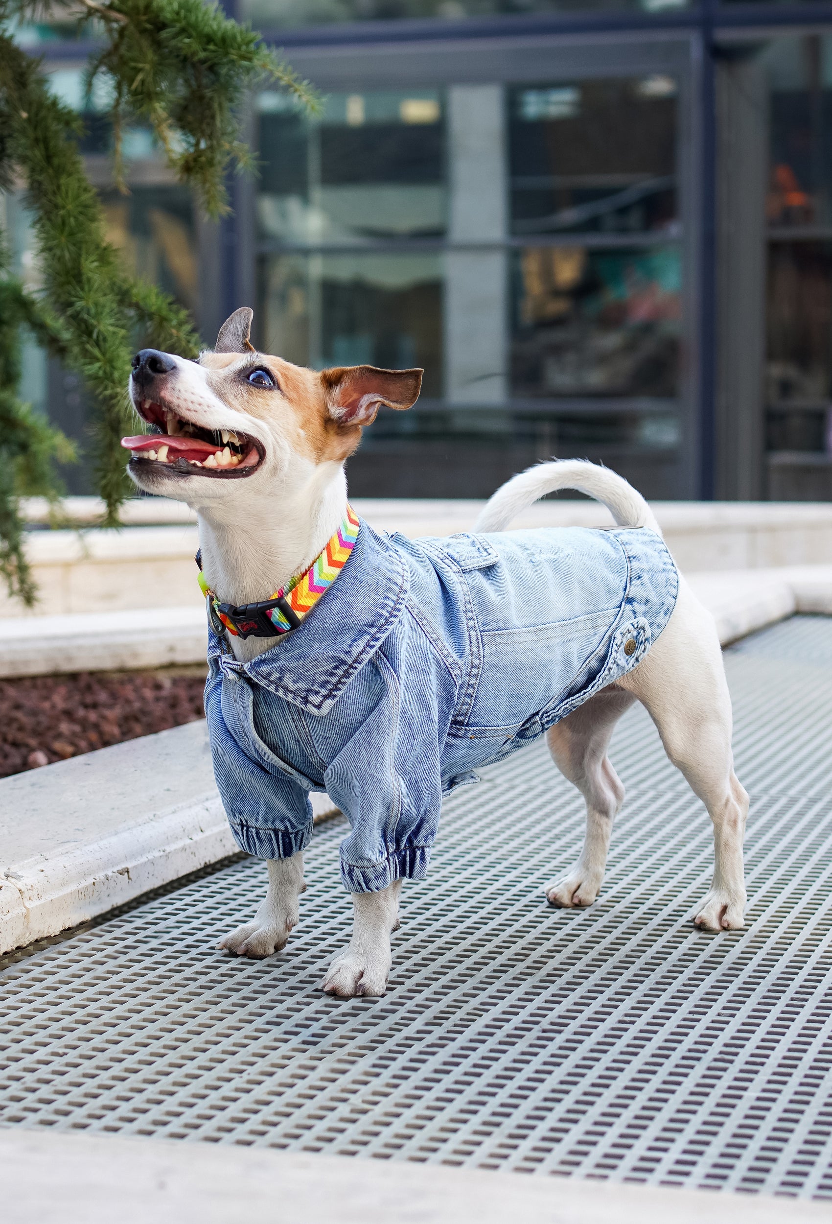 Açık kar yıkama denim köpek ceketi Rodeo giyen Jack Russell köpek dış mekanda şık ve modern köpek kıyafeti ile ayakta duruyor