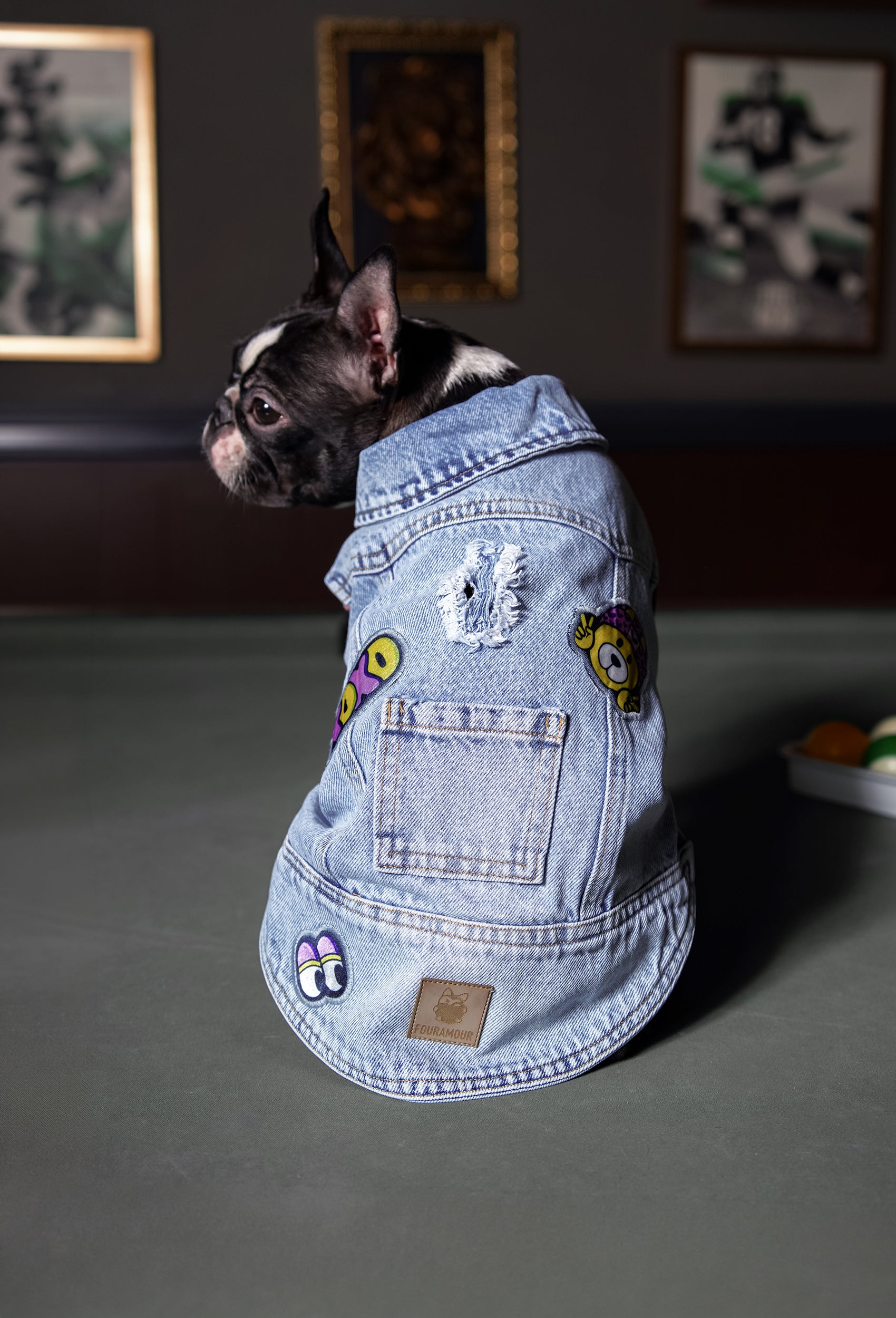 Açık kar yıkama denim XOXO köpek yeleği giyen Boston Terrier stüdyo ortamında lifestyle