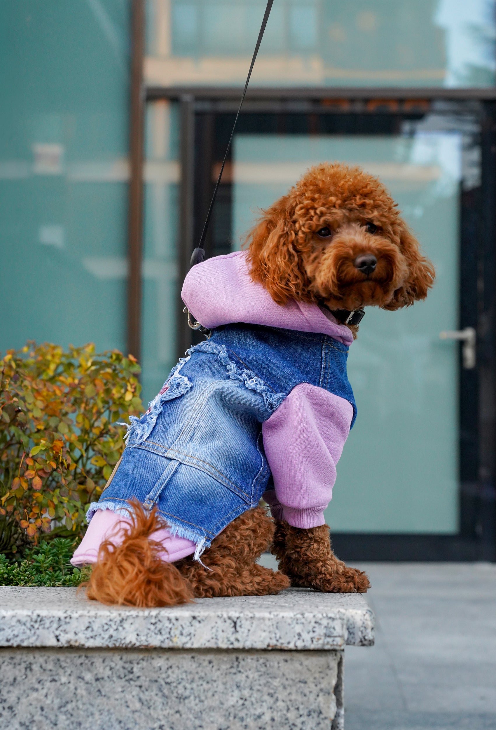 Açık mor kapüşonlu orta kar yıkama denim köpek ceketi giyen Poodle dış mekanda modern pet moda çekiminde oturuyor