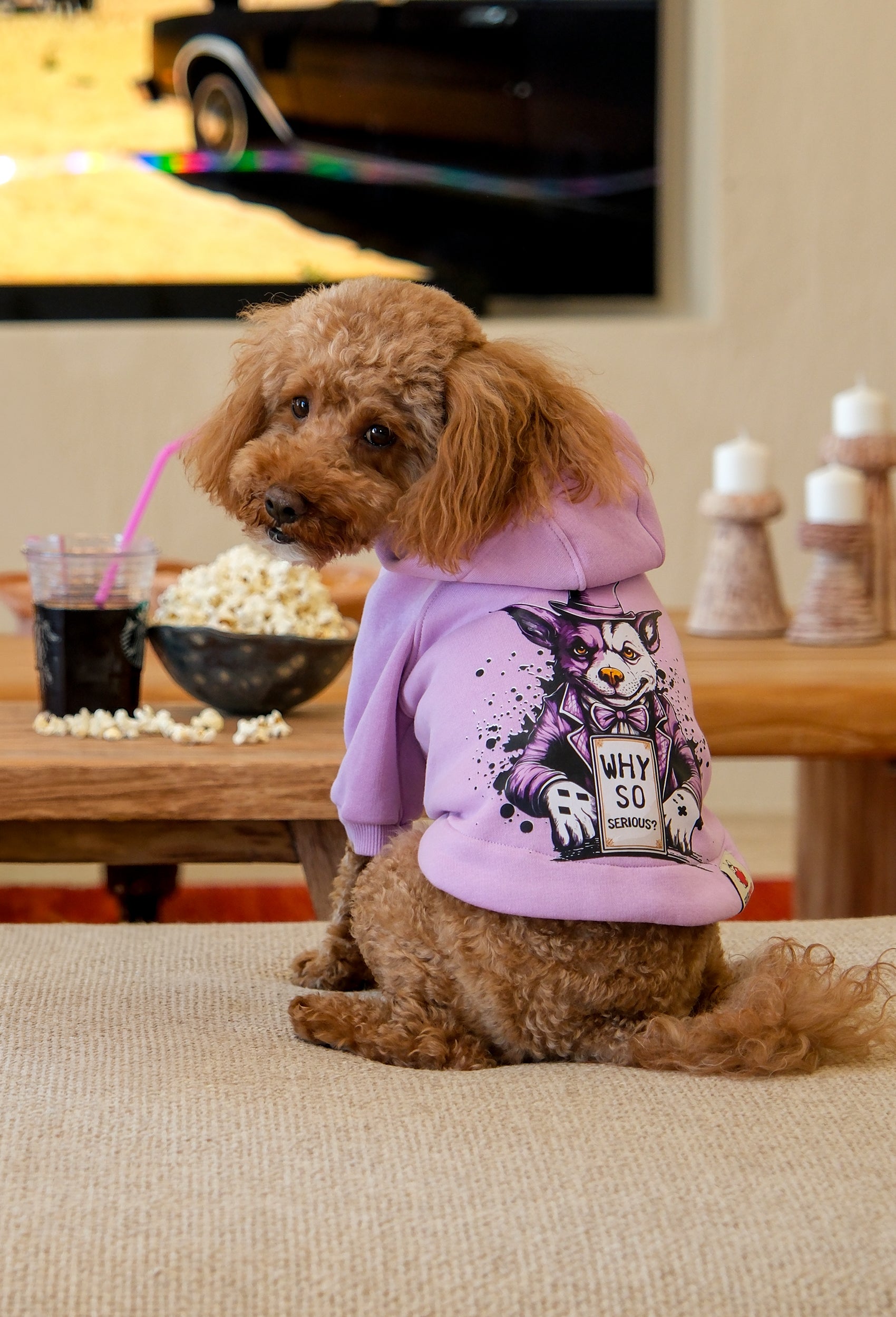 Açık mor Joker köpek hoodie giyen apricot poodle popcorn yanında evde İstanbul'da önden lifestyle görünüm
