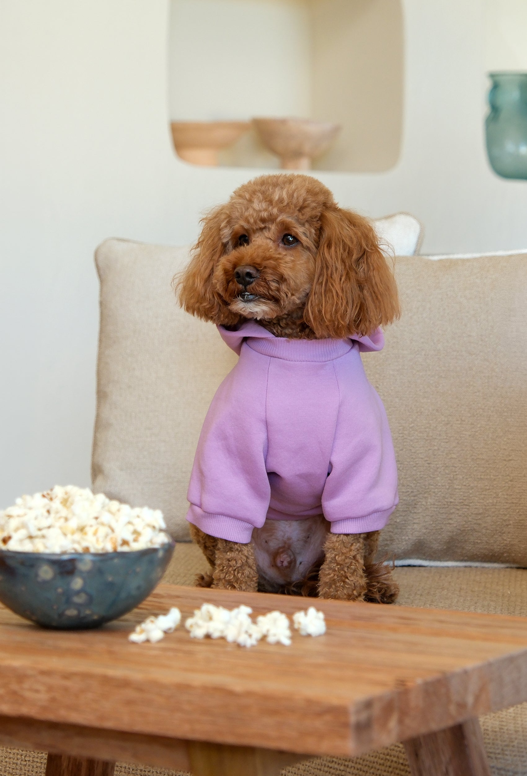 Açık mor Joker köpek hoodie giyen apricot poodle arka baskı detayı ile iç mekanda lifestyle görünüm