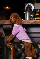 Açık mor Nerd Girl köpek sweatshirt giyen apricot toy poodle deri koltuk yanında lifestyle görünüm