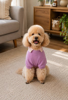 Açık mor Nerd Girl köpek sweatshirt giyen apricot toy poodle oturma odasında önden lifestyle görünüm