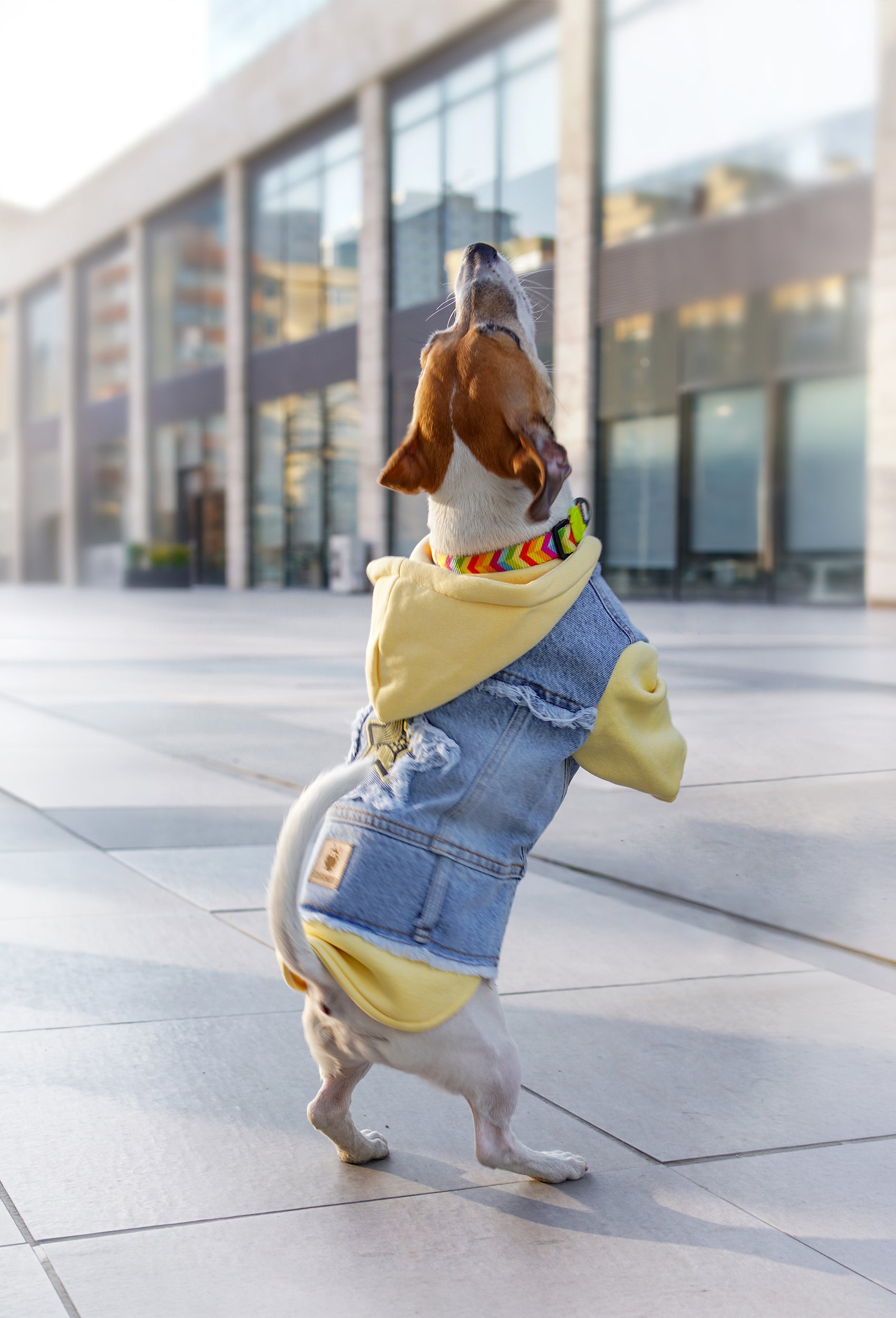 Açık sarı kapüşonlu köpek denim ceketi giyen Jack Russell köpek modern şehir ortamında dış mekanda oynuyor