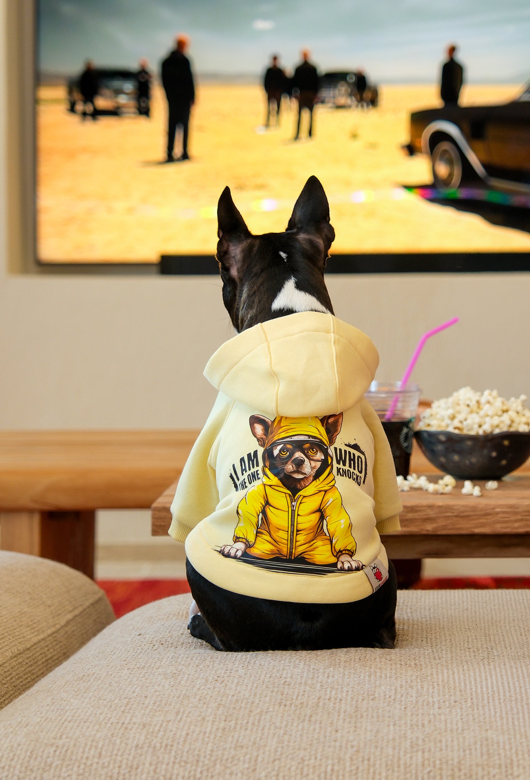 Açık sarı Breaking Bad köpek hoodie giyen Boston Terrier arka baskı detayı ile iç mekanda lifestyle görünüm