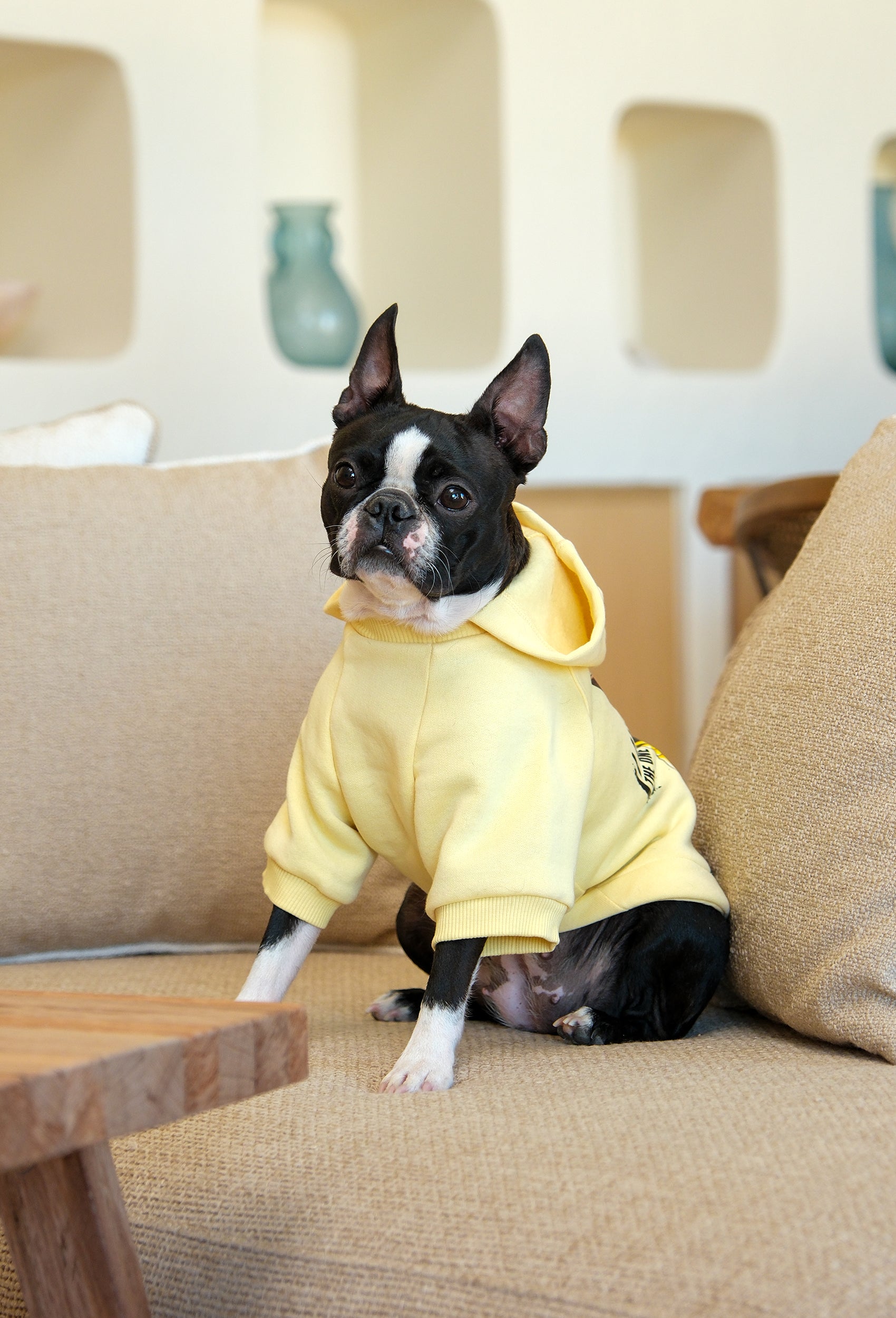 Açık sarı Breaking Bad köpek hoodie giyen Boston Terrier koltukta önden iç mekan lifestyle görünüm