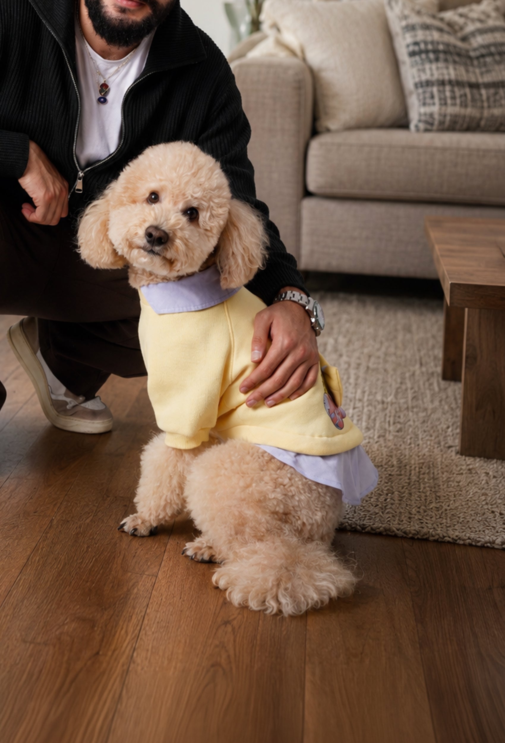 Açık sarı Puzzle köpek sweatshirt giyen apricot poodle ev ortamında sahibiyle lifestyle çekiminde