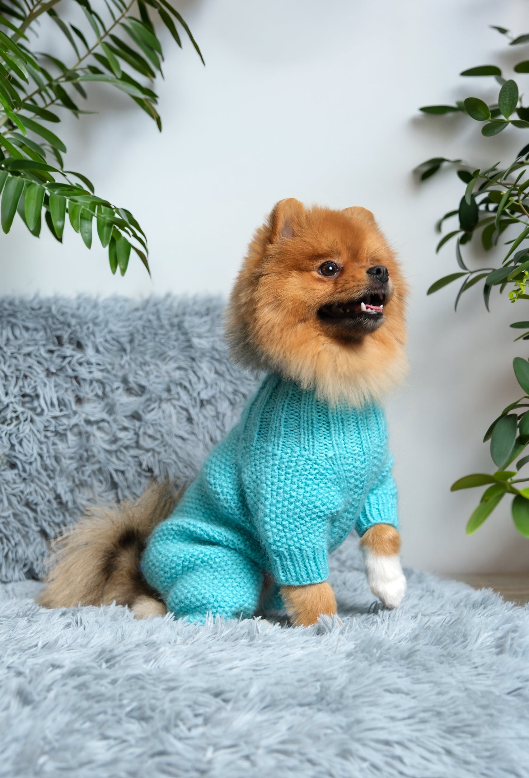 Pomeranian üzerinde arktik mavisi pirinç ve saç örgü desenli köpek tulumu, evde şık görünüm