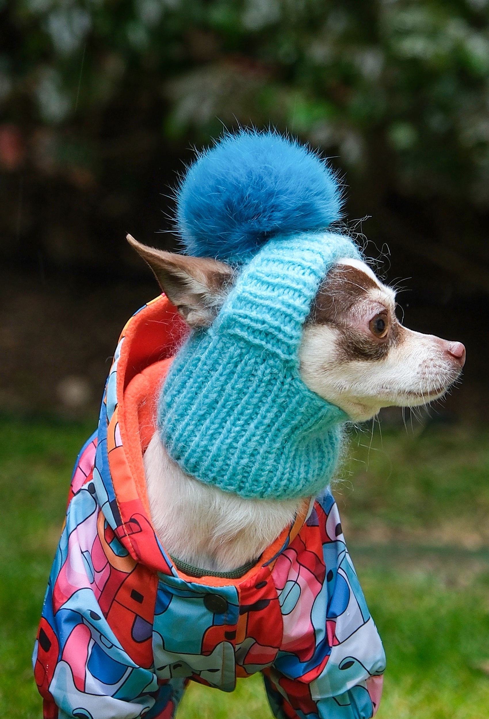 Chihuahua üzerinde arktik mavisi ponponlu el örgüsü köpek şapkası, bahçe lifestyle çekimi